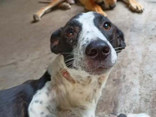 Support disabled & orphaned stray animals to survive.