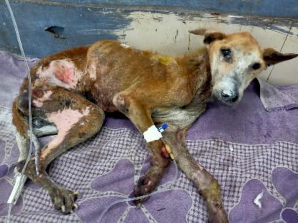 Support disabled & orphaned stray animals to survive.