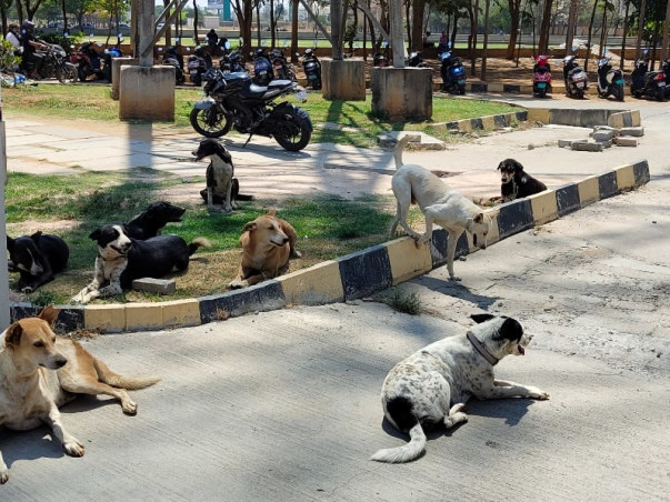 From July to October: Help Us Cover Their Care!