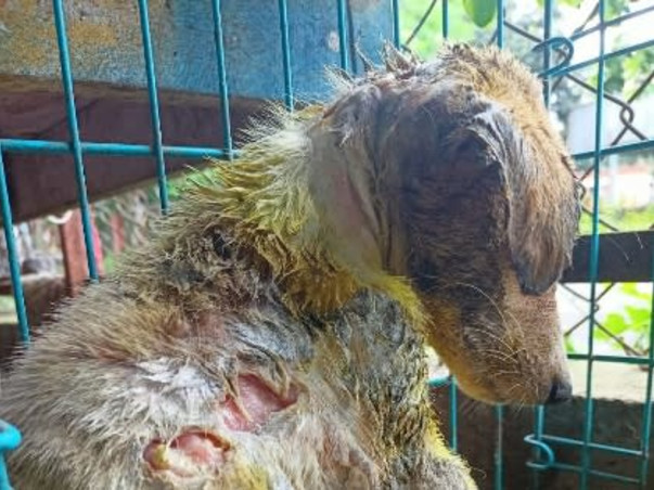 Support disabled & orphaned stray animals to survive.