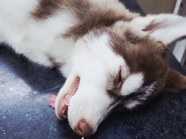 Help Me Save Abused & Disabled Animals On Streets