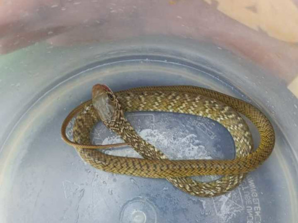 Help Me Save Abused & Disabled Animals On Streets