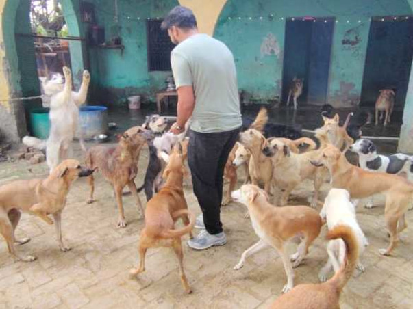 Help Me Save Abused & Disabled Animals On Streets