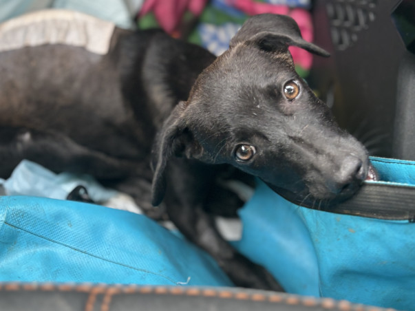 Help Tommy Walk Again After Spinal Surgery