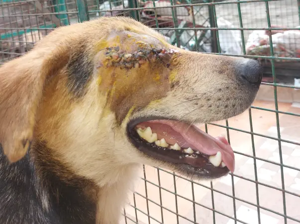 Medical Upgrades for Dehradun's Community Animals