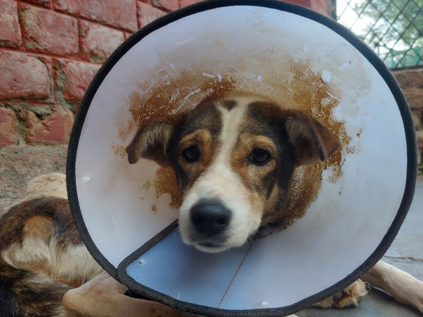 Medical Upgrades for Dehradun's Community Animals