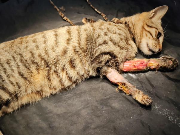 Medical Upgrades for Dehradun's Community Animals