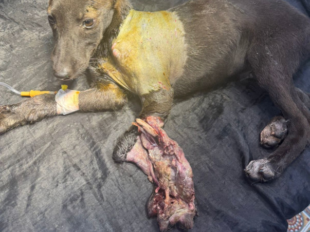 Medical Upgrades for Dehradun's Community Animals