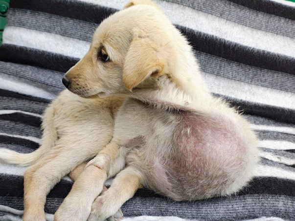 Medical Upgrades for Dehradun's Community Animals