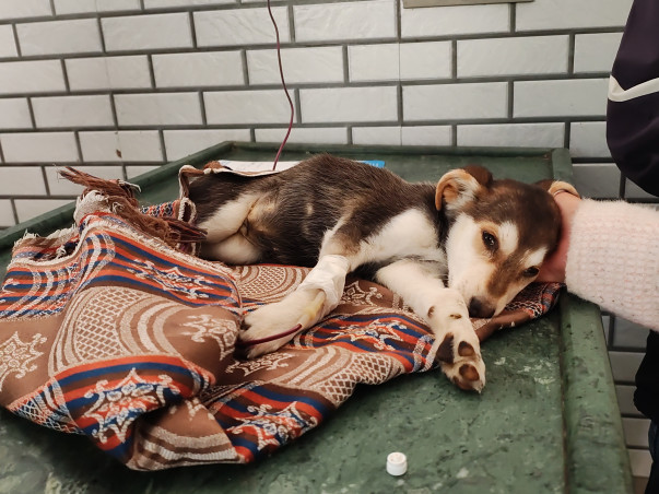 Medical Upgrades for Dehradun's Community Animals