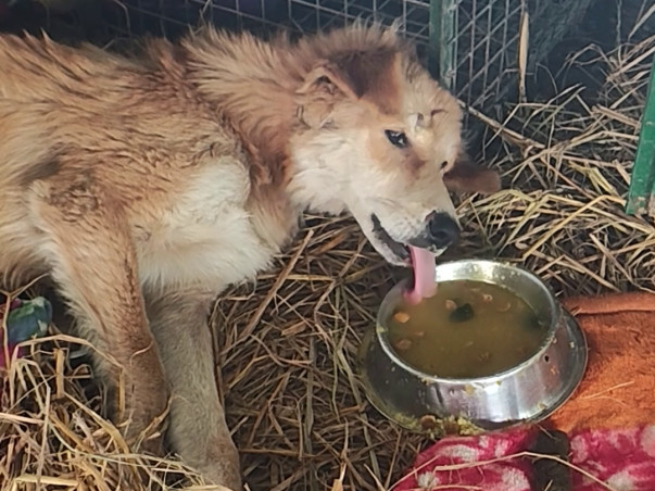 Medical Upgrades for Dehradun's Community Animals