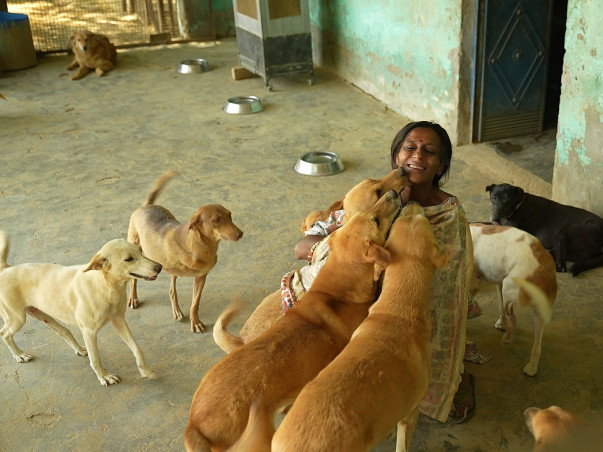 Save Stray Dogs Of India 🇮🇳