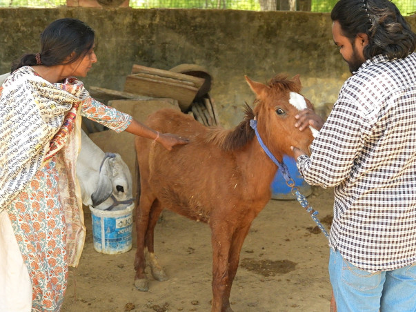 Save Stray Dogs Of India 🇮🇳