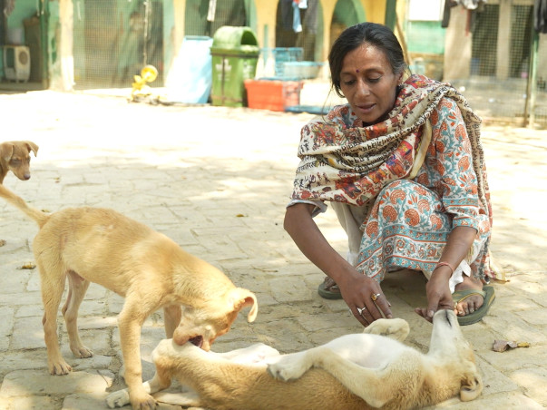 Save Stray Dogs Of India 🇮🇳