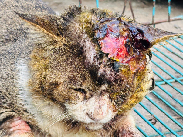 Medical Upgrades for Dehradun's Community Animals