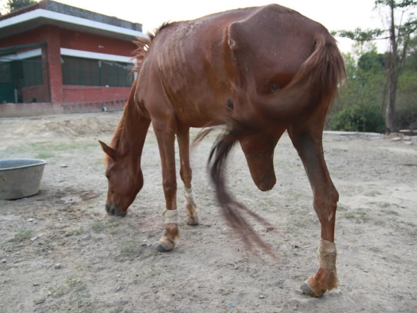Medical Upgrades for Dehradun's Community Animals