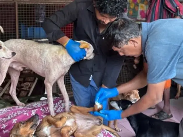 Help Empathy Unlimited Rescue & Rehabilitate Street Animals!