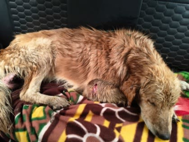 Help Empathy Unlimited Rescue & Rehabilitate Street Animals!