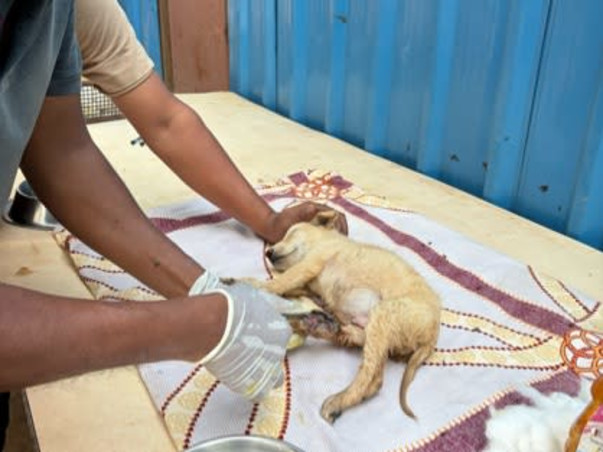 Help Empathy Unlimited Rescue & Rehabilitate Street Animals!