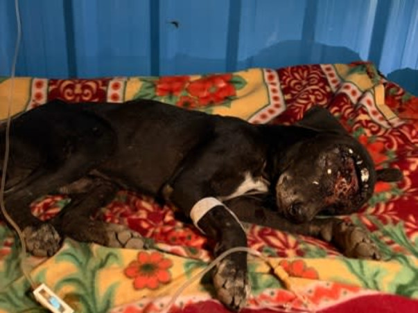 Help Empathy Unlimited Rescue & Rehabilitate Street Animals!