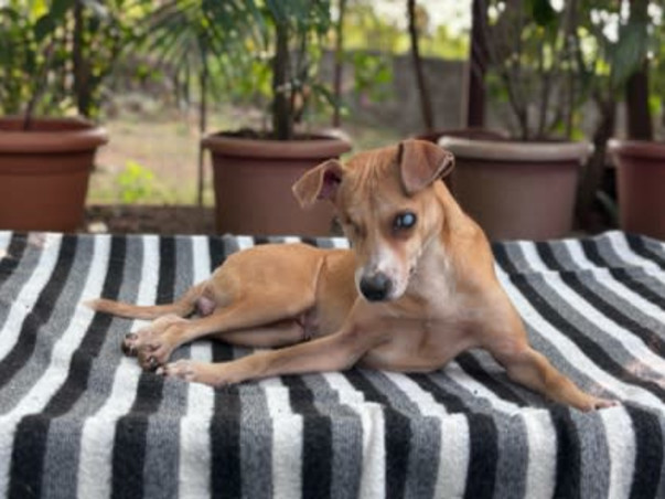 Help Empathy Unlimited Rescue & Rehabilitate Street Animals!