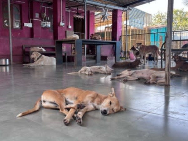 Help Empathy Unlimited Rescue & Rehabilitate Street Animals!