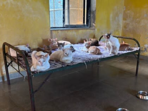 Help Empathy Unlimited Rescue & Rehabilitate Street Animals!