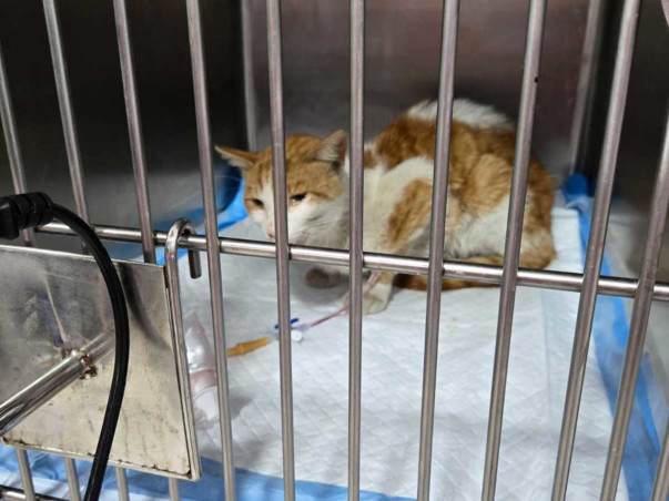 Emergency Surgery Needed for Stray Cat With Diaphragmatic Hernia