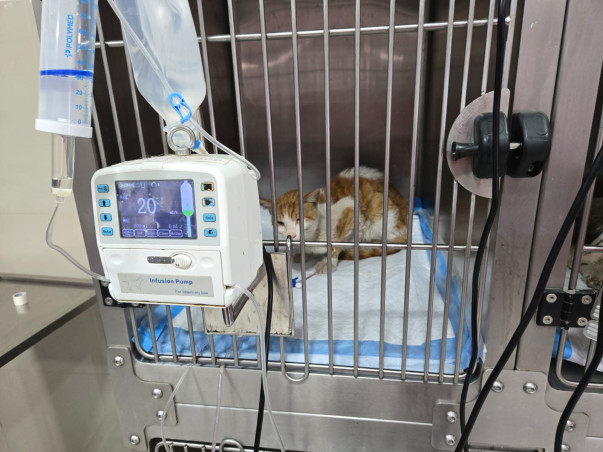 Emergency Surgery Needed for Stray Cat With Diaphragmatic Hernia