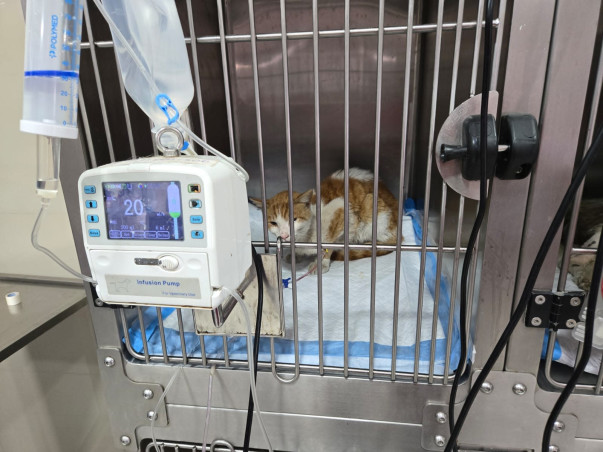 Emergency Surgery Needed for Stray Cat With Diaphragmatic Hernia