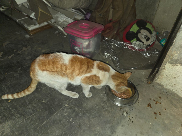 Emergency Surgery Needed for Stray Cat With Diaphragmatic Hernia