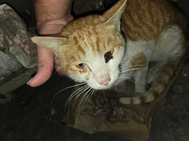 Emergency Surgery Needed for Stray Cat With Diaphragmatic Hernia