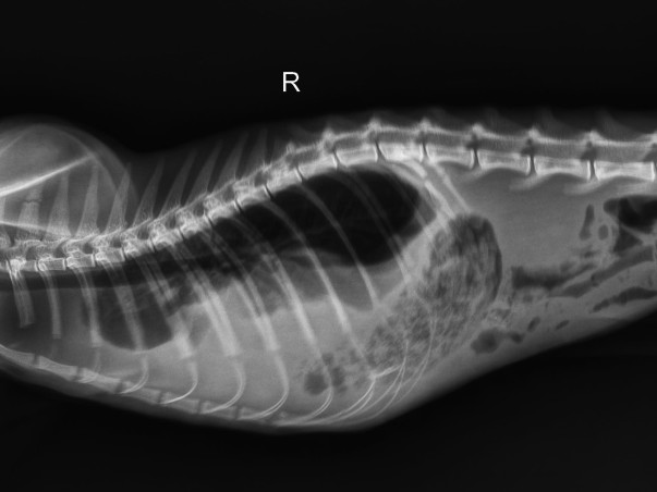 Emergency Surgery Needed for Stray Cat With Diaphragmatic Hernia