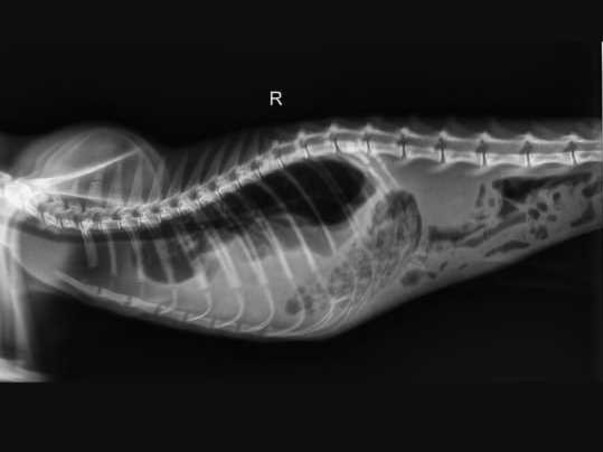 Emergency Surgery Needed for Stray Cat With Diaphragmatic Hernia