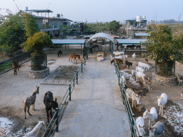 A Sanctuary Without Cages-Lifelong Care for 300+ Rescued Animals