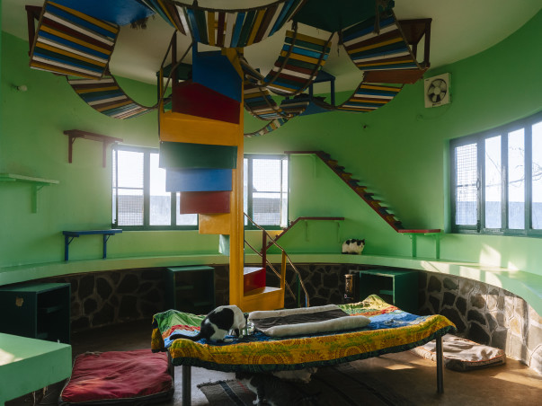 A Sanctuary Without Cages-Lifelong Care for 300+ Rescued Animals