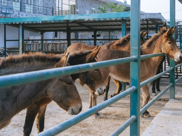 A Sanctuary Without Cages-Lifelong Care for 300+ Rescued Animals