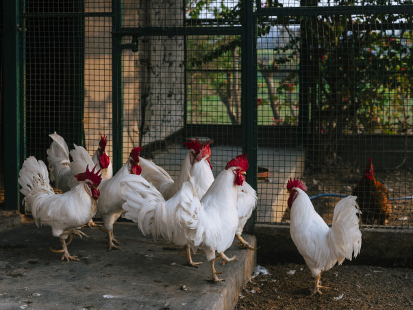 A Sanctuary Without Cages-Lifelong Care for 300+ Rescued Animals