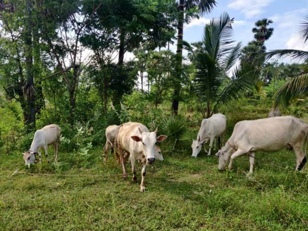 Crowdfunding call for upkeep of indigenous cows at Vaanavil Farm