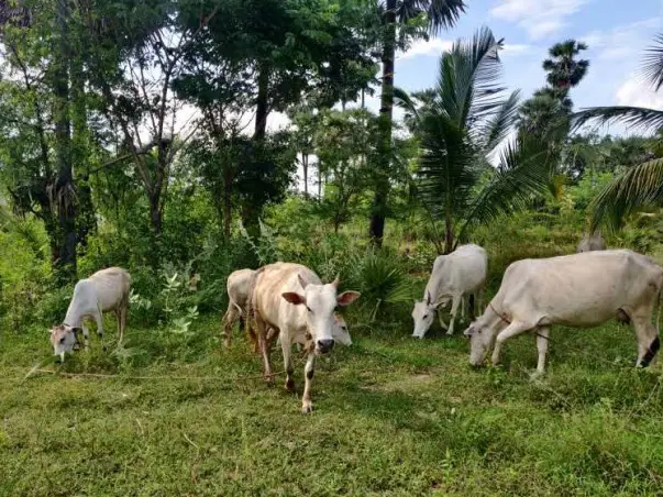 Crowdfunding call for upkeep of indigenous cows at Vaanavil Farm