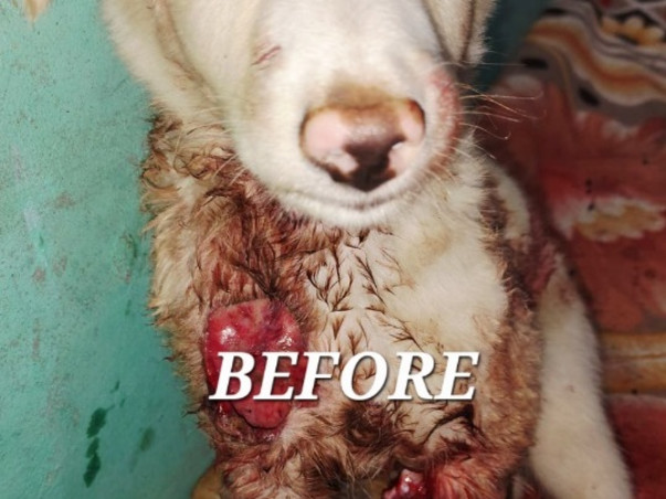 Help Rescue India’s Abused & Neglected Stray Dogs! Be Their Miracle 🌟