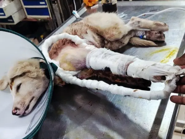 Help Save Abused, Injured & Neglected Stray Dogs & Animals