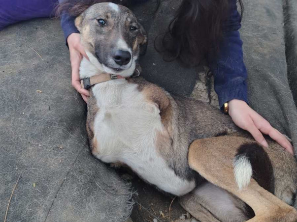 Help Rescue India’s Abused & Neglected Stray Dogs! Be Their Miracle 🌟