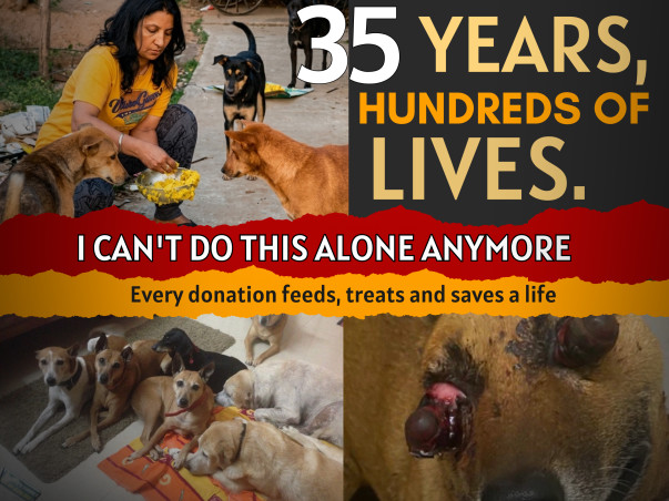 Help Feed & Rescue 350+ Abandoned Street Animals in Bengaluru