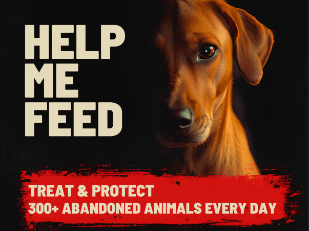 Help Feed & Rescue 350+ Abandoned Street Animals in Bengaluru