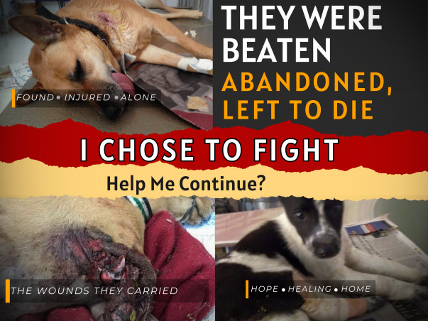 Help Feed & Rescue 350+ Abandoned Street Animals in Bengaluru