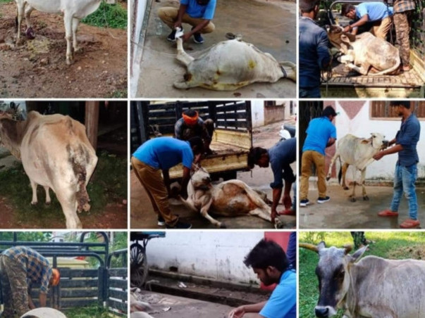 Gau Seva Mission : Food & Treatment For Destitute Cows