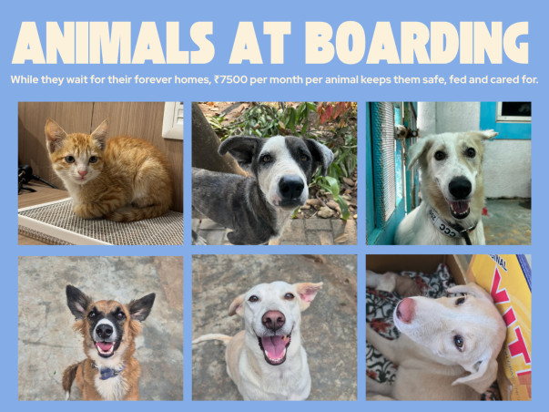Animals at FLAME