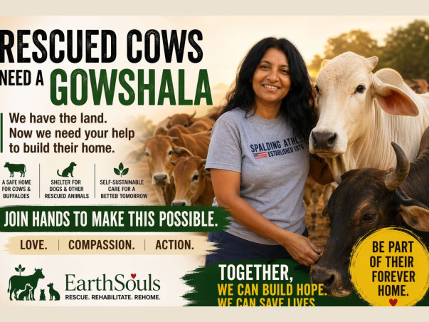 Help Feed & Rescue 350+ Abandoned Street Animals in Bengaluru