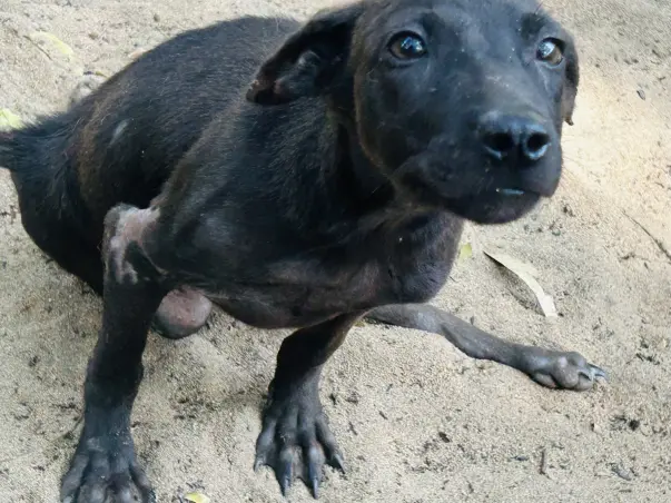Help Sarah Iyer & Gerry diagnose & treat our paraplegic & blind dogs